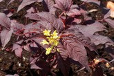 DIERVILLA S. 'NIGHTGLOW'  G3 15" BE
