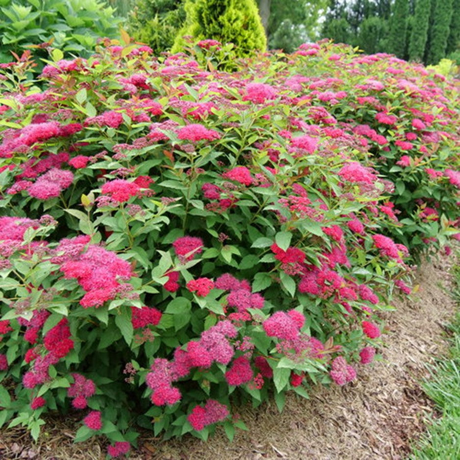 SPIRAEA JAP. 'DBL PLAY DOOZIE'®  G3 15" PW