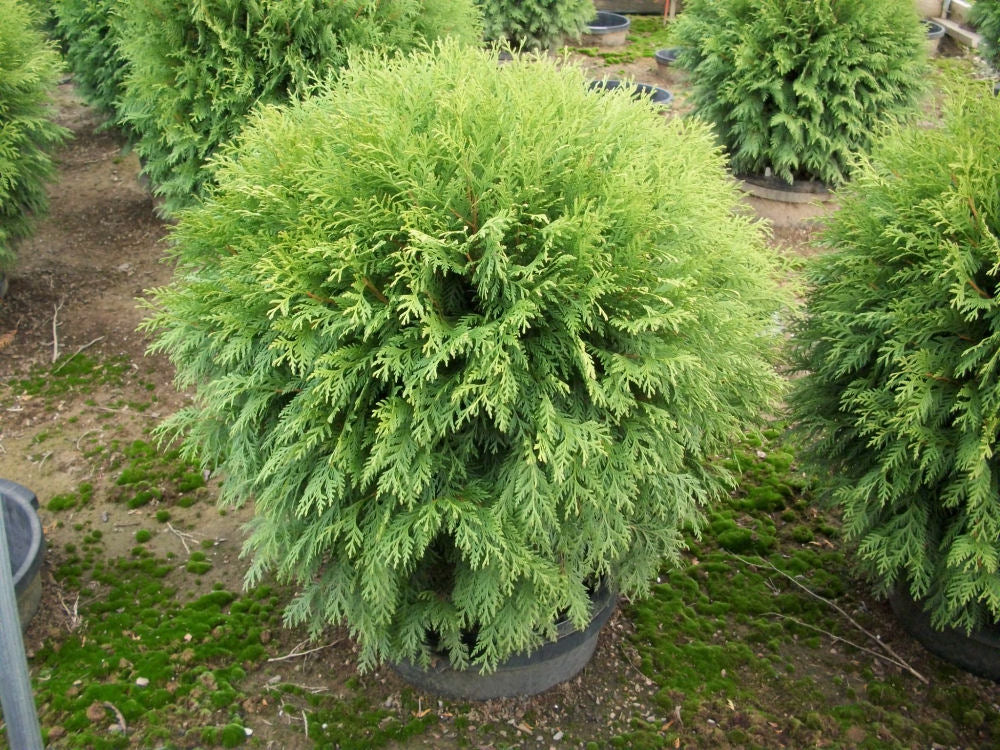 THUJA OCC. 'WOODWARDII'  G3 12"