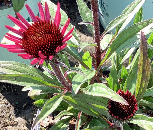 ECHINACEA SUNSEEKERS PURPLICIOUS 17CM PTW