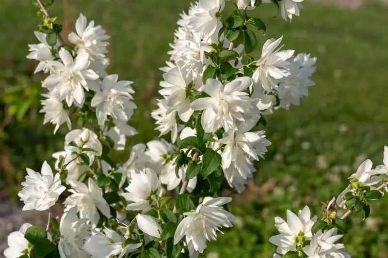 Pearls of Perfume™ Mock Orange (Philadelphus pearls 'Of Perfume') - 3 gallon