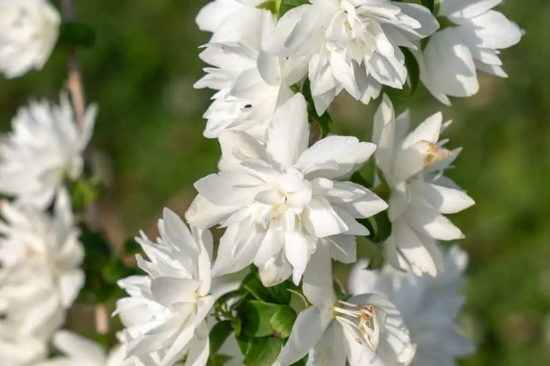 Pearls of Perfume™ Mock Orange (Philadelphus pearls 'Of Perfume') - 3 gallon