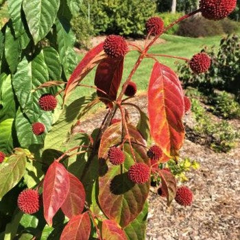 Cephalanthus Red Moon Rising™ Button Bush (CEPHALANTHUS O. CRIMSON COMET) - 3 gallon