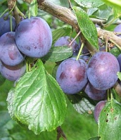 Stanley European Plum (Prunus domestica 'Stanley') - 7 gallon 60"