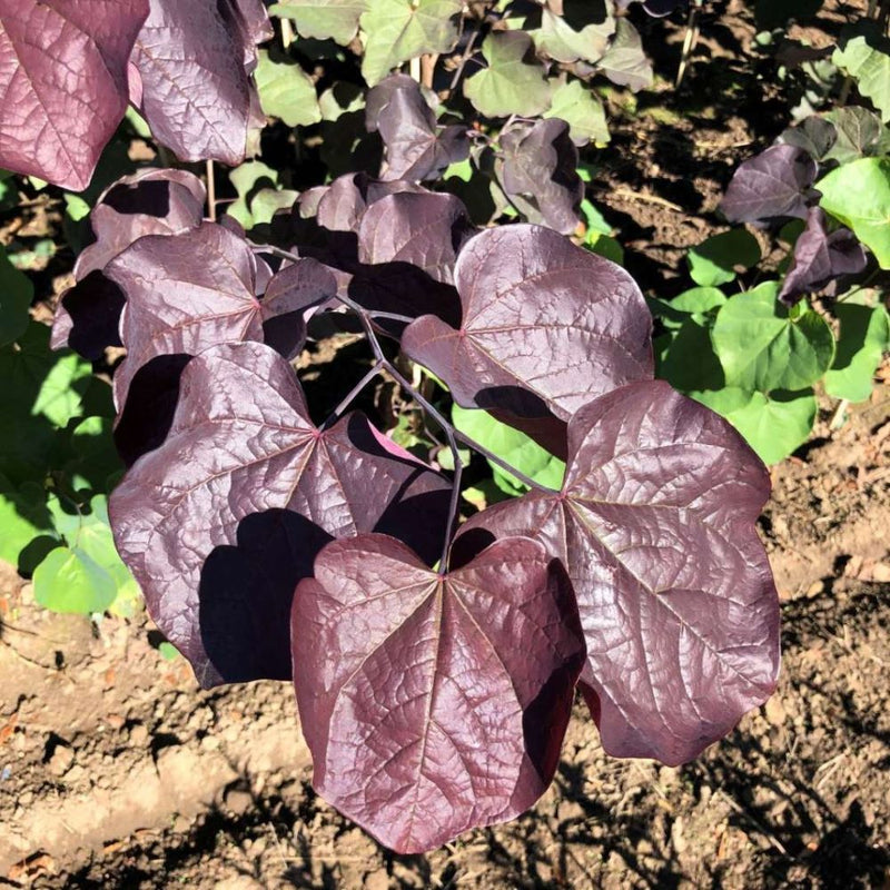 Midnight Express® Redbud (Cercis canadensis 'Midnight Express') - 7 gallon 48"
