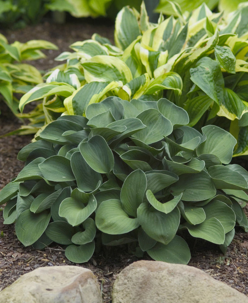 Blue Mouse Ears Plantain Lily (Hosta blue 'Blue Mouse Ears') - 1 gallon