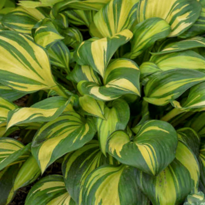 Hosta Rainbows End (Hosta rainbows 'End') - 1 gallon