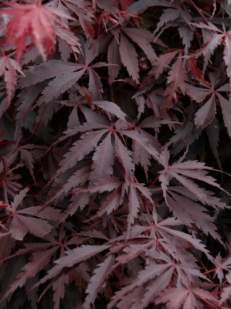 Burgundy Lace Japanese Maple (Acer palmatum 'Burgundy Lace') - 3 gallon 24"