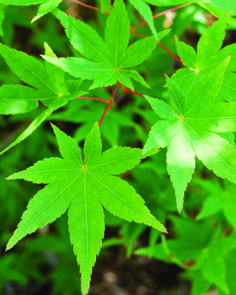 Ryusen Japanese Maple (Acer palmatum 'Ryusen') - 3 gallon