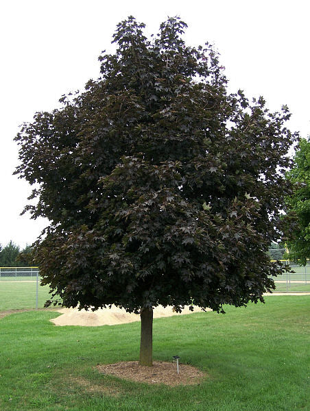 Crimson King Norway Maple (Acer platanoides 'Crimson King') - 5 gallon 60" TREE