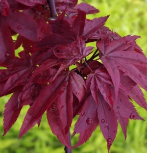 Twombly’s Red Sentinel Maple (Acer palmatum 'Twomblys Red Sentinel') - 3 gallon 30"