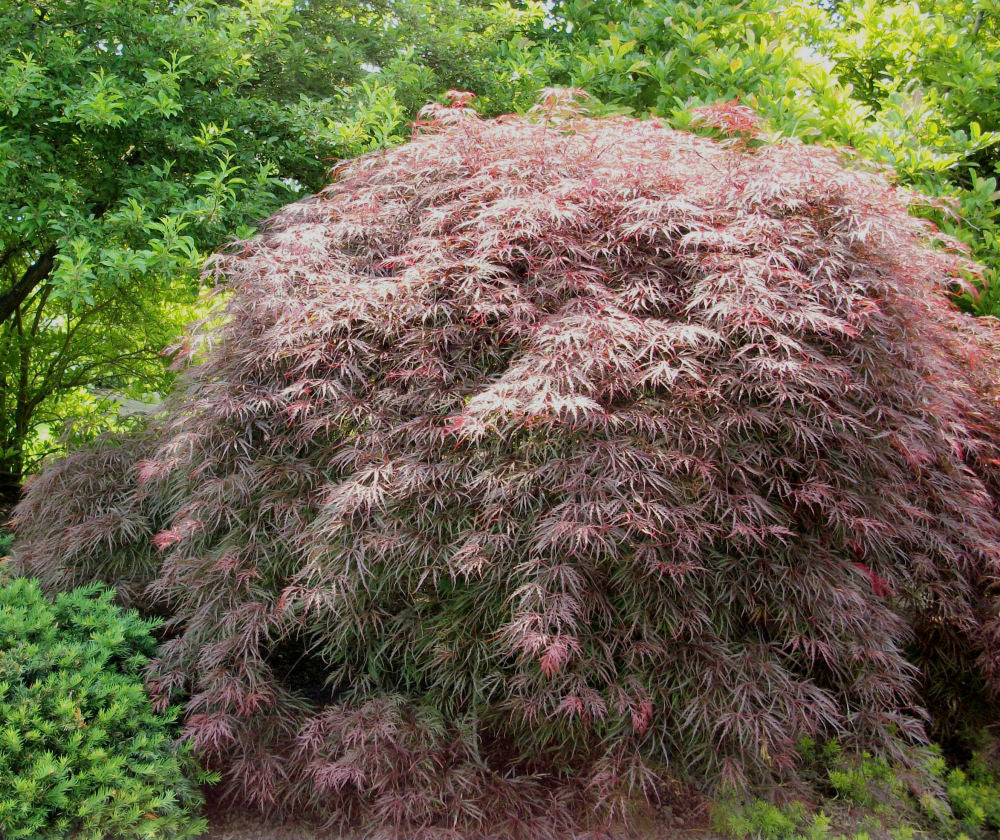 Garnet Laceleaf Japanese Maple (Acer palmatum var. dissectum 'Garnet') - 3 gallon 15"