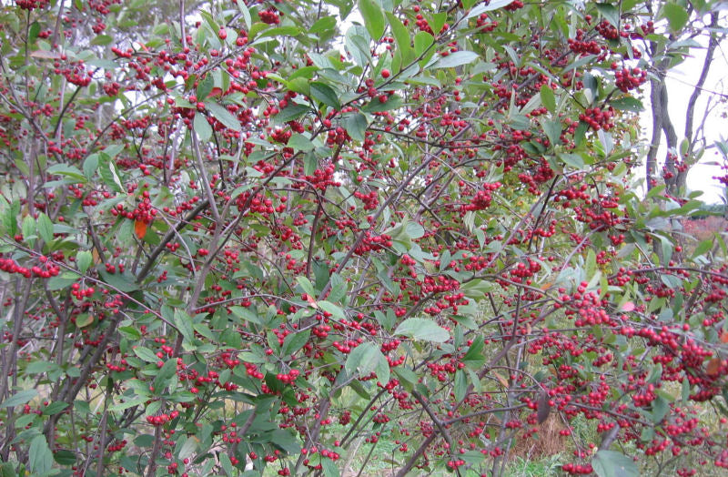Red Chokeberry (Aronia arbutifolia 'Brilliantissima') - 3 gallon 24"