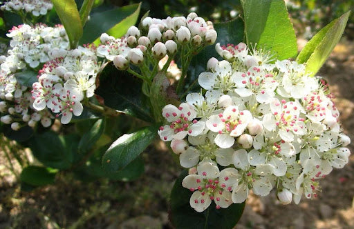 Viking Aronia / Black Chokeberry (Aronia melanocarpa 'Viking') - 3 gallon 24"