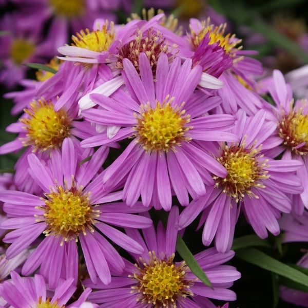 Woods Pink Aster (Aster woods 'Pink') - 1 gallon