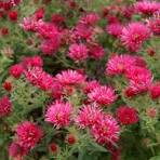 Alma Potchke Aster (Aster alma 'Potschke') - 1 gallon