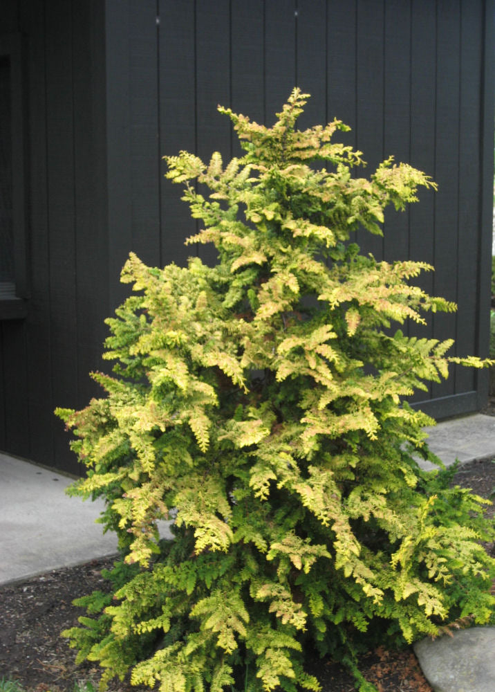 Fernspray Gold False Cypress (Chamaecyparis obtusa 'Fernspray Gold') - 3 gallon 18"