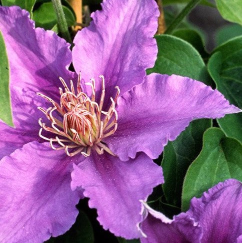 Clematis Bijou™ (Clematis bijou 'Trailing') - 3QT