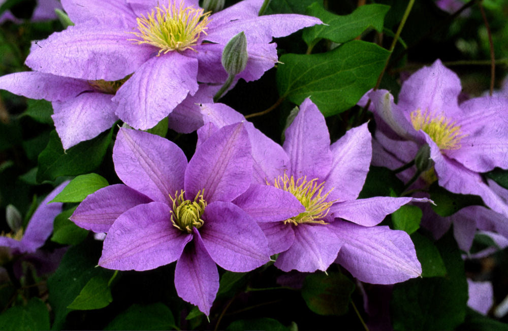 Cezanne™ Clematis (Clematis cezanne 'Cezanne') - 3QT