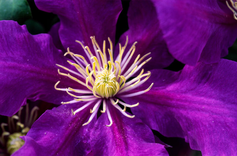 Chevalier™ Clematis (Clematis chevalier 'Chevalier') - 3QT