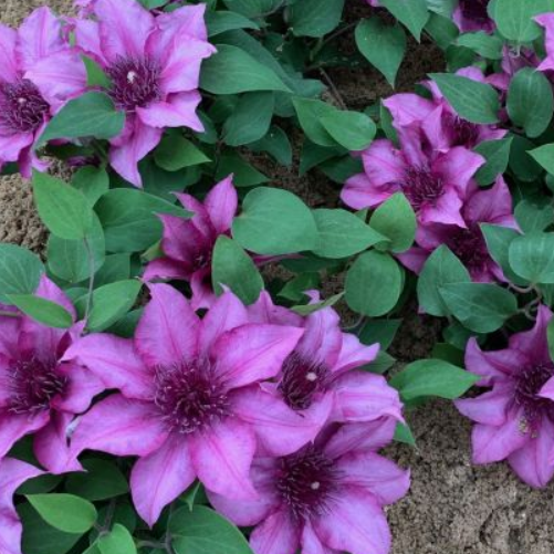 Elodi™ Clematis (Clematis elodi 'Trailing') - 3QT