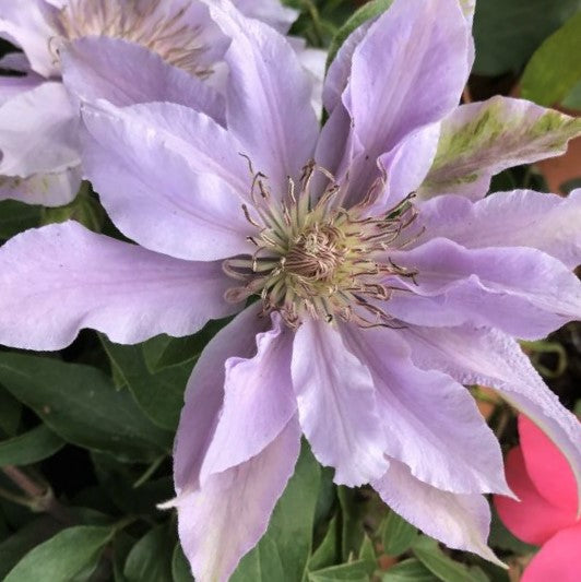 Filigree™ Clematis  (Clematis filigree 'Trailing') - DECO POT