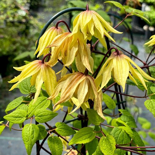 Funyella® Clematis (Clematis 'Golden Dream') - 1 gallon