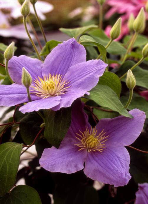 Zara™ Clematis (Clematis zara 'Evipo062') - 1 gallon