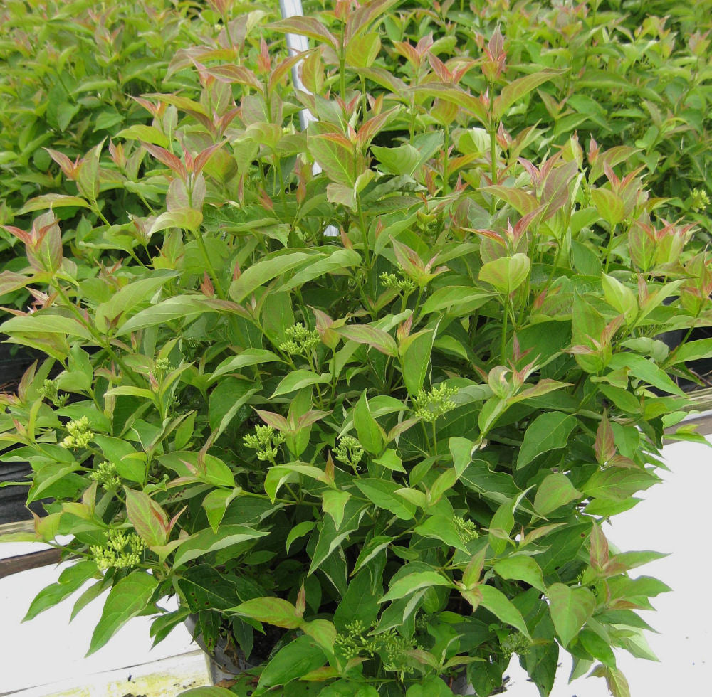 Muskingum® Gray Dogwood (Cornus racemosa 'Muszam') - 3 gallon 15"