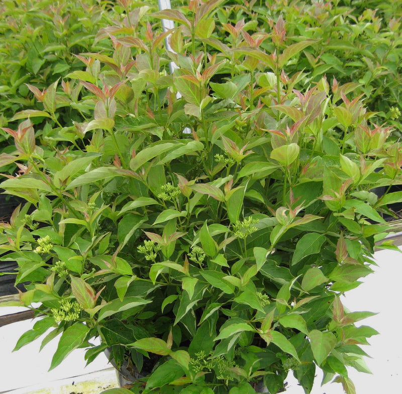 Muskingum® Gray Dogwood (Cornus racemosa 'Muszam') - 3 gallon 15"