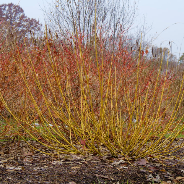 Red-Osier Dogwood (Cornus stolonifera 'Arctic Fire Yellow') - 3 gallon