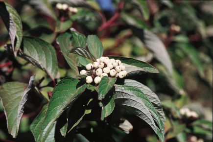 Bailey Red Twig Dogwood (Cornus stolonifera 'Baileyi') - 2 gallon 24"