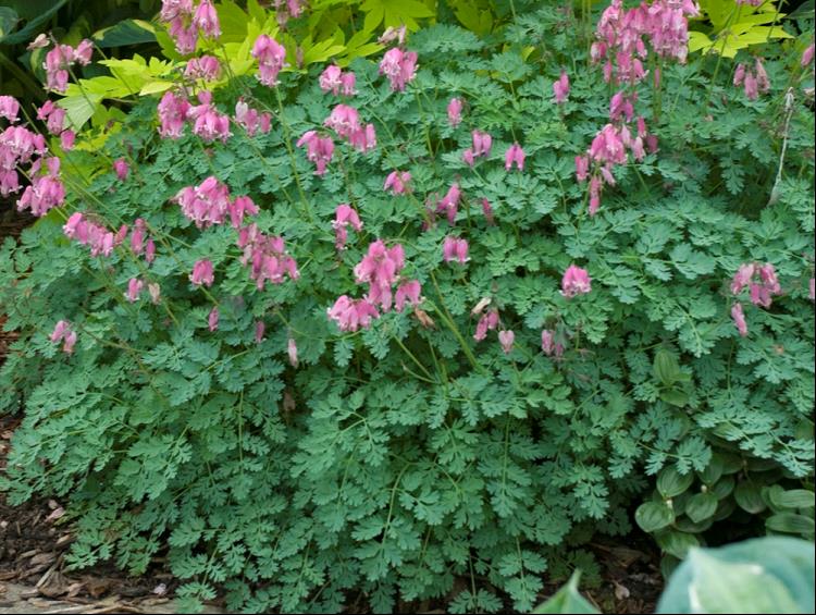 King of Hearts Bleeding Heart (Dicentra king 'Of Hearts') - 1 gallon