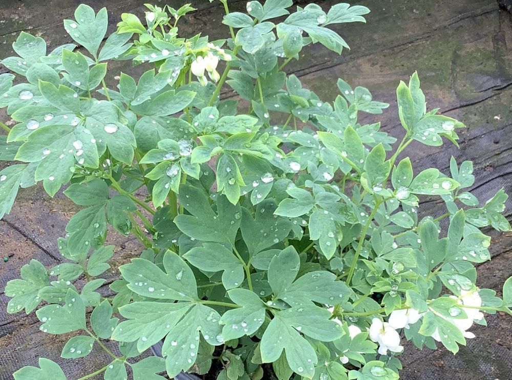 Old Fashion Bleeding Heart (Dicentra spectabilis 'Alba') - 1 gallon