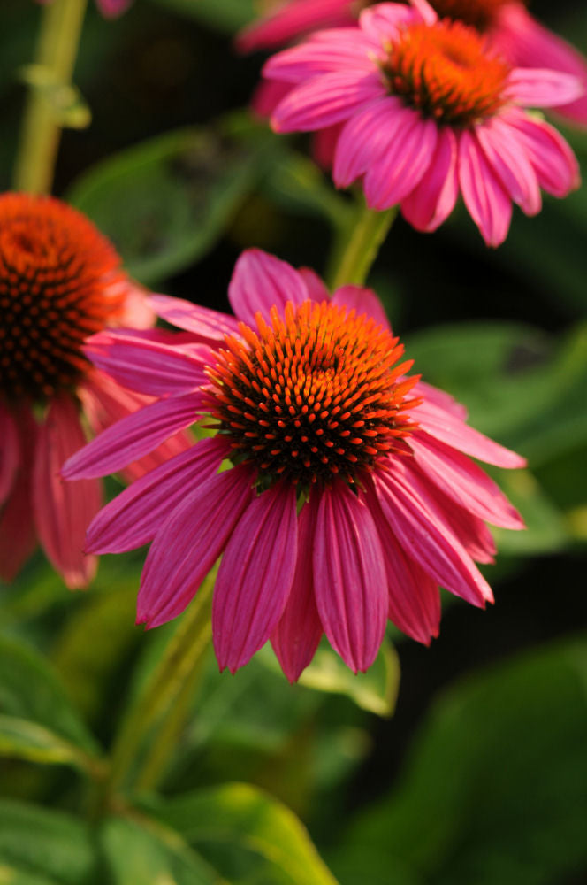 Powwow Wild Berry Coneflower (Echinacea purpurea 'PowWow Wild Berry') - 3QT