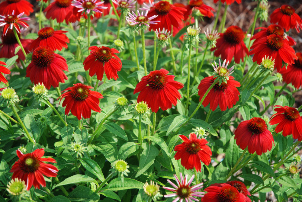 Sombrero Salsa Red Coneflower (Echinacea x purpurea 'Balsomsed') - 3QT