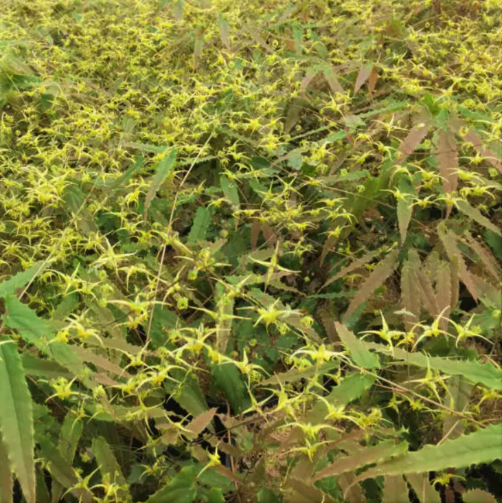 Spine Tingler Barrenwort (Epimedium spine 'Tingler') - 1 gallon