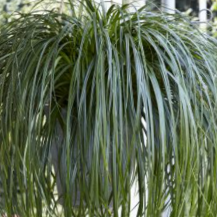 Ribbon Falls Sedge (Carex 'Carex Ribbon Falls') - 1 gallon