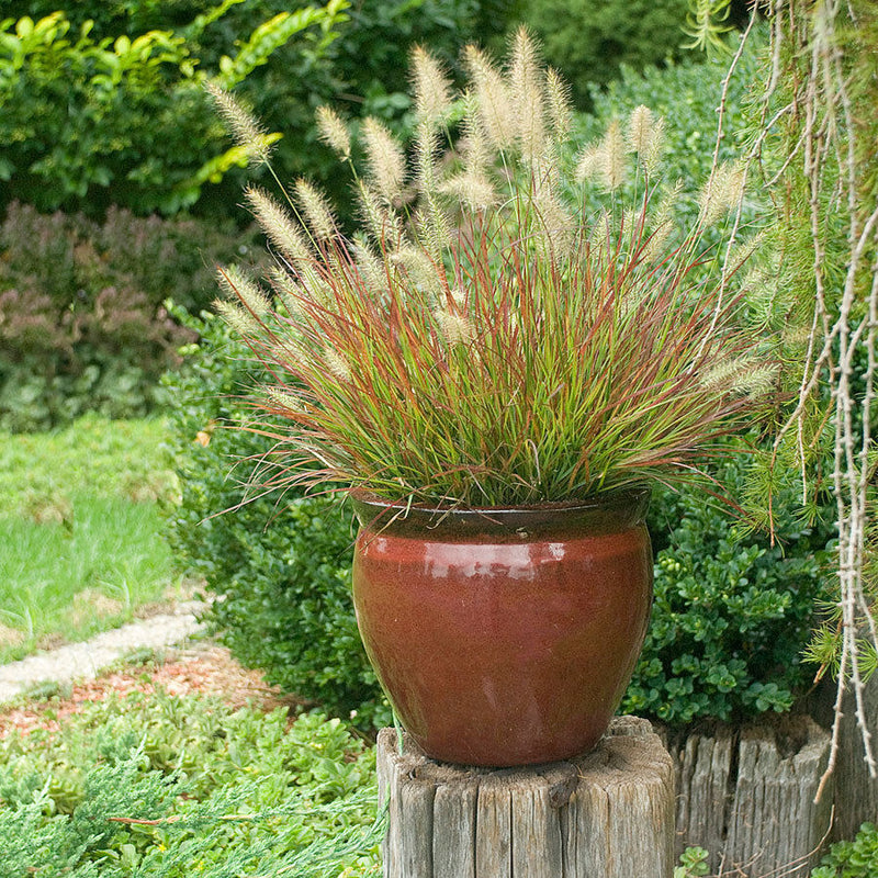 Burgundy Bunny Fountain Grass (Pennisetum alopecuroides 'Burgundy Bunny') - 1 gallon