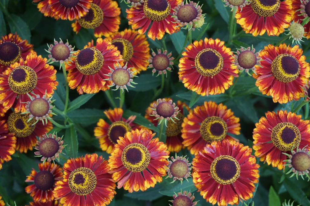 Bandera Sneeze Weed (Helenium 'Mariachi Bandera') - 1 gallon