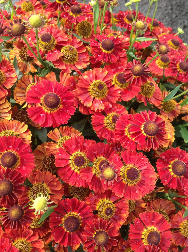 Salsa Sneeze Weed (Helenium 'Mariachi Salsa') - 1 gallon