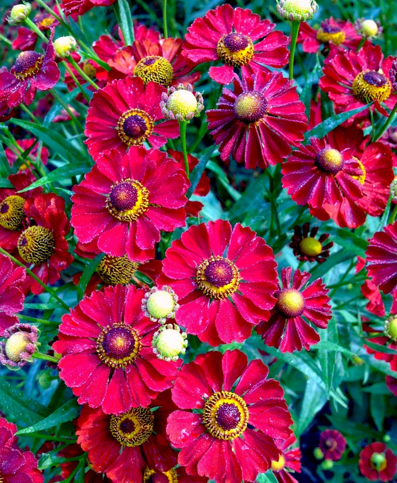 Siesta Sneeze Weed (Helenium 'Mariachi Siesta') - 1 gallon