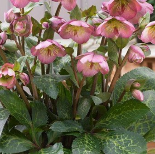 Frostkiss® Dorothy’s Dawn Lenten Rose (Helleborus 'Frostkiss Dorothys Dawn') - 1 gallon