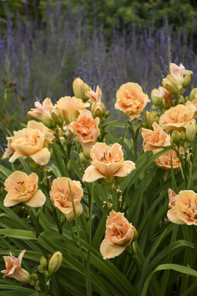 Rainbow Rhythm® 'Siloam Peony Display' Daylily (Hemerocallis 'Rainbow Rhythm Siloam Peony Display') - 1 gallon