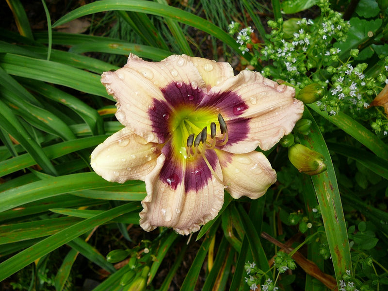 Custard Candy Daylily (Hemerocallis T.A.N. 'Custard Candy') - 1 gallon