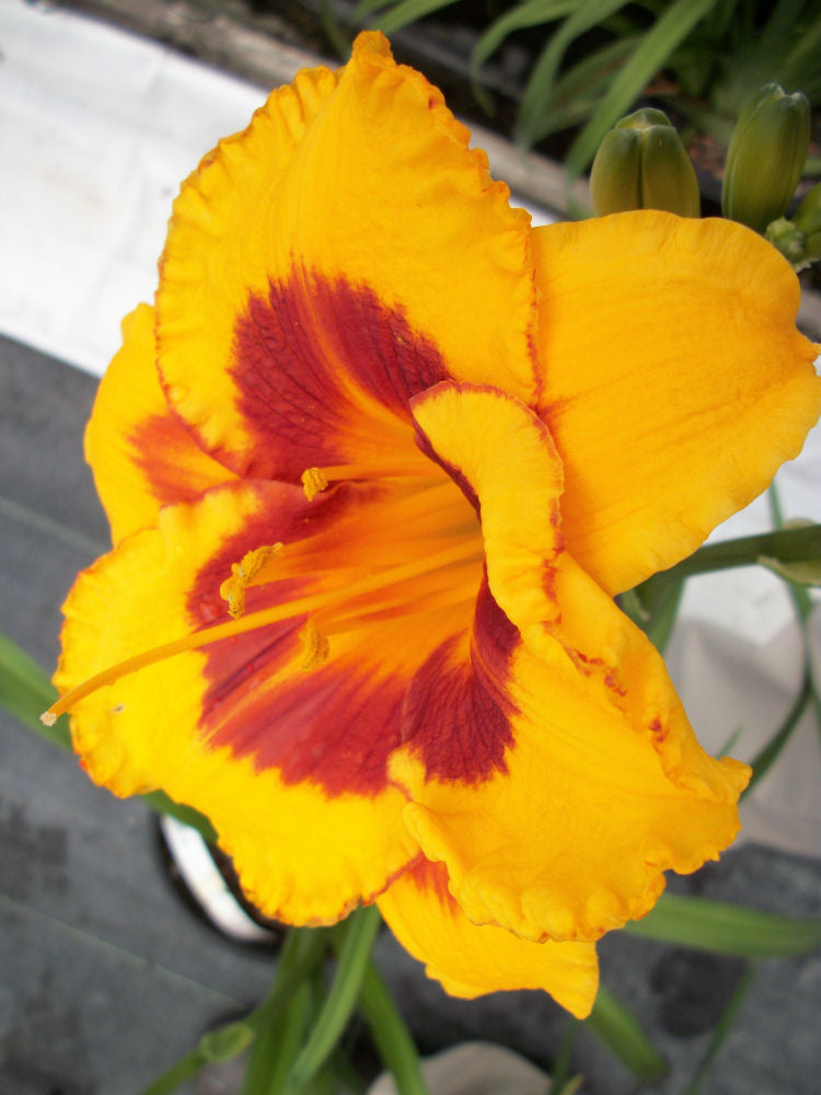 Fooled Me Daylily (Hemerocallis T.A.N. 'Fooled Me') - 1 gallon