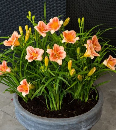 Peach Blast Daylily (Hemerocallis 'Peach Blast') - 1 gallon