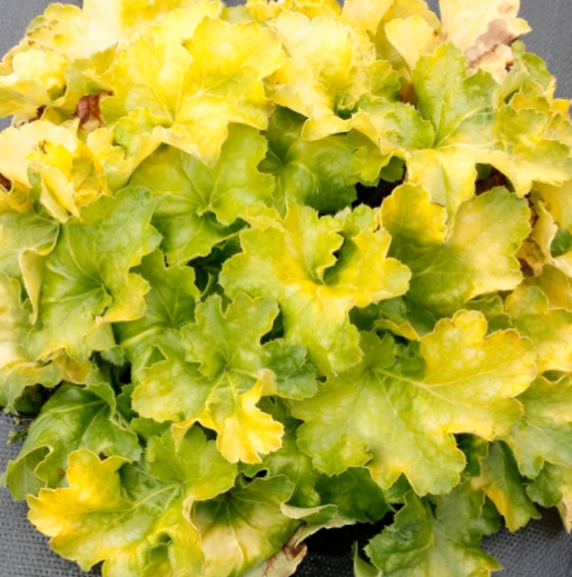 Lemon Supreme Coral Bells (Heuchera 'Lemon Supreme') - 1 gallon
