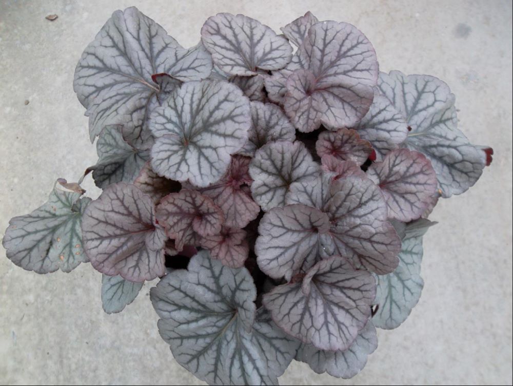 Northern Exposure™ Silver Coral Bells (Heuchera 'Northern Exposure Silver') - 1 gallon