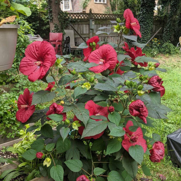 MoonShadow™ Morello Hardy Hibiscus (Hibiscus morello) - 2 gallon